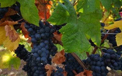 Le millésime 2019 est en route !